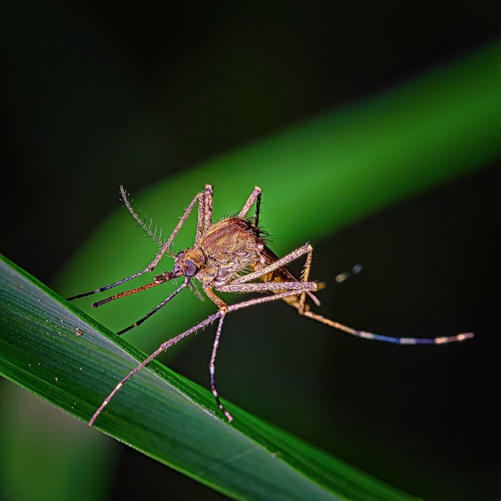 Mosquitoes