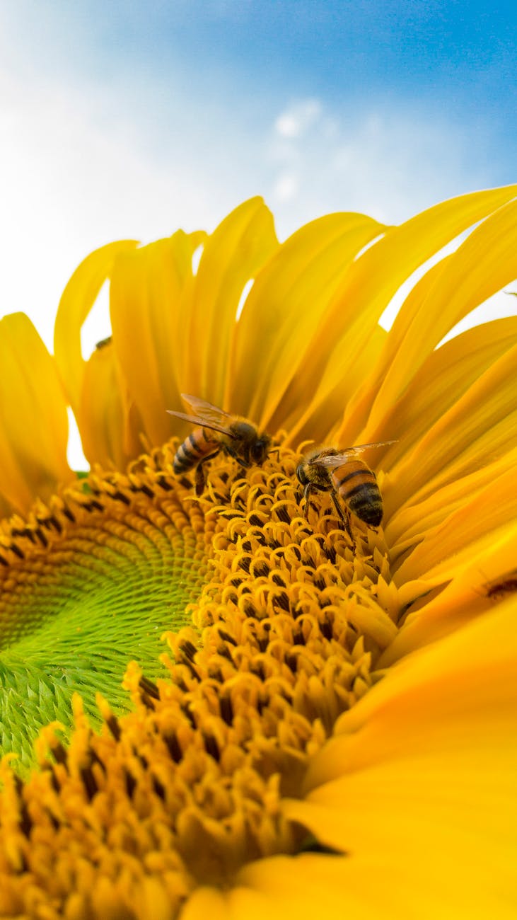 Pollinators