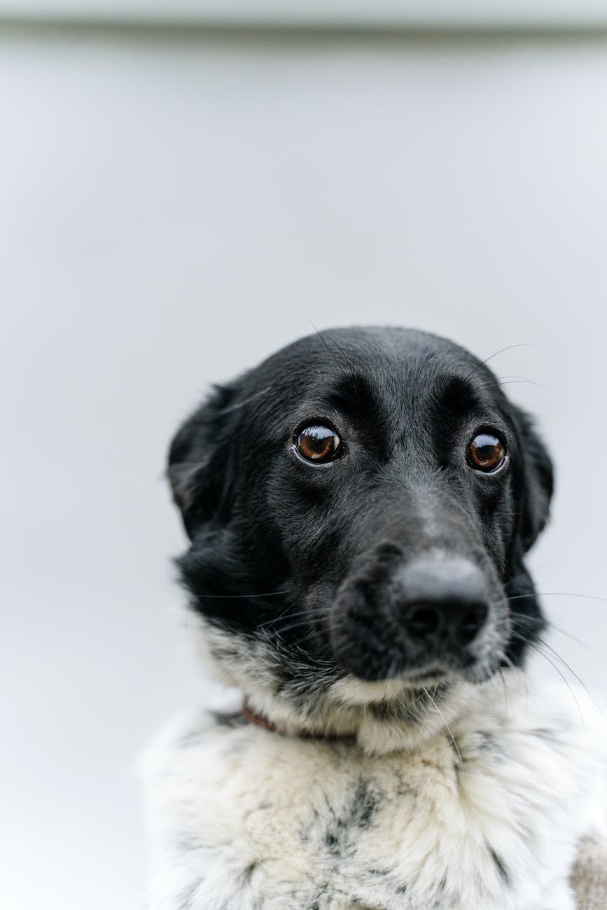 Death of a Pet